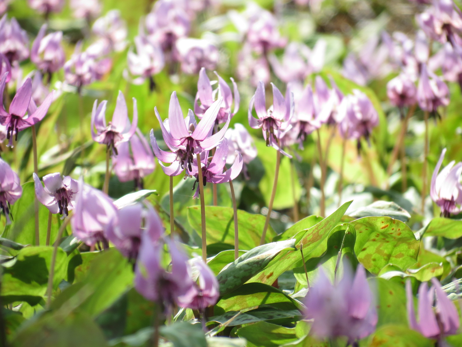 武蔵村山市 概要写真